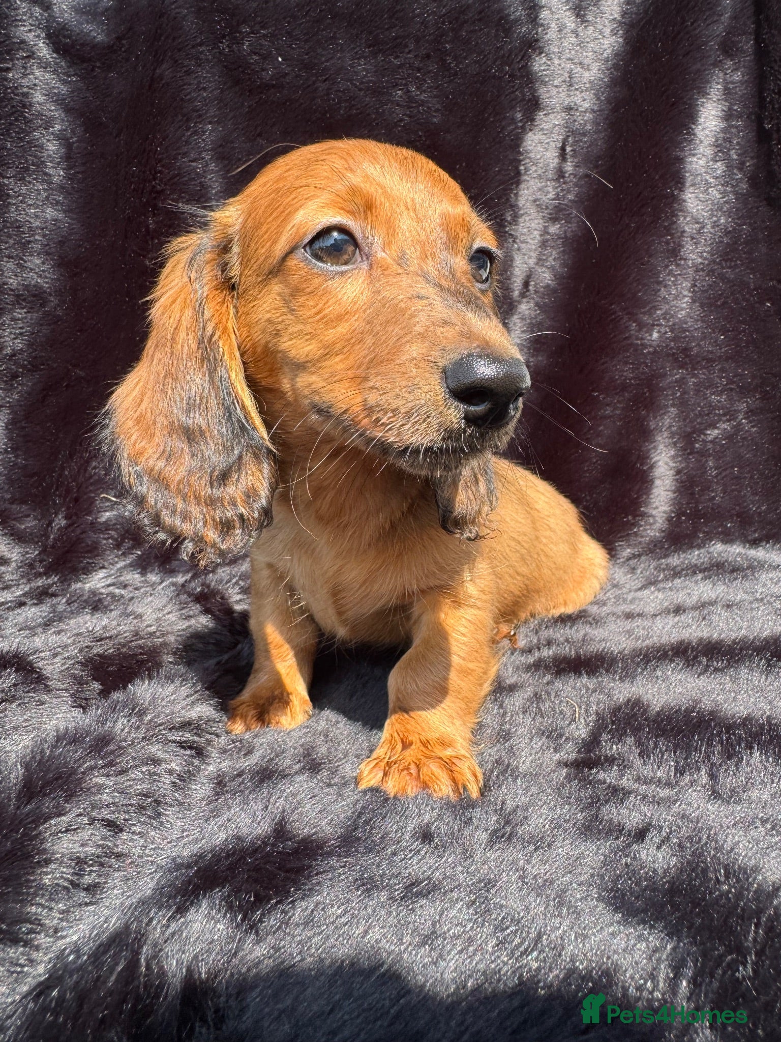 Miniature Dachshund dogs Adorable miniature dachshund puppies  - Advert 2