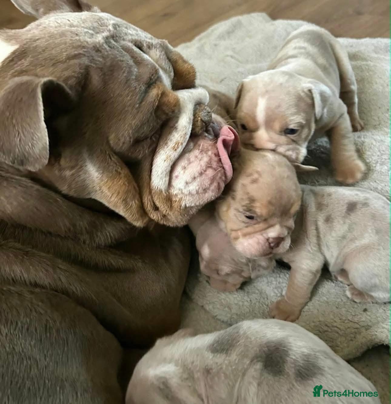 English Bulldog dogs lovely english bulldog for sale  - Advert 2