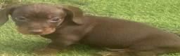 Dachshund dogs for sale: Beautiful, loving, Daschound babies - Advert 20
