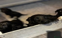 Cocker Spaniel dogs for sale: Beautiful Cocker Spaniel Pups For Sale - Image 2