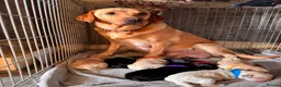 Labrador Retriever dogs for sale: Labrador puppies!  in Doncaster - Advert 4