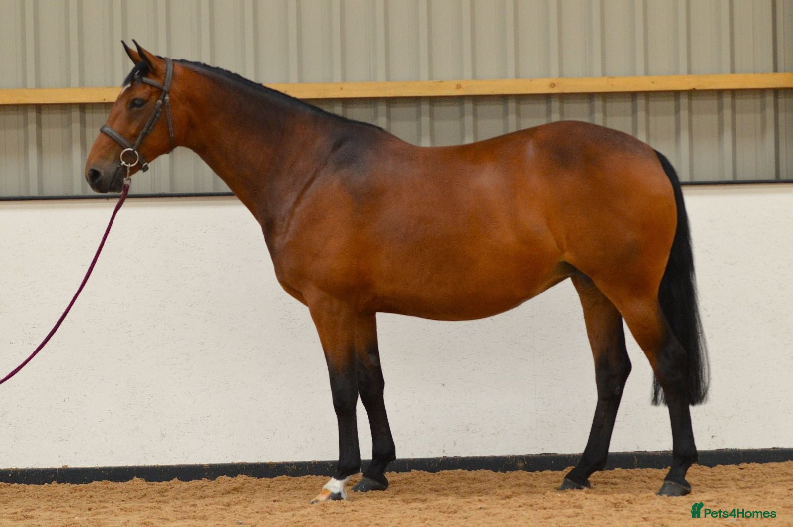 Irish Sports horses Looking for new home - Advert 14