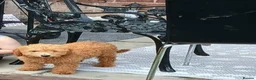 Cavapoo dogs for sale: Beautiful cavapoo puppy  - Advert 3