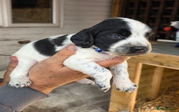 Cocker Spaniel dogs for sale: Cocker Spaniel Puppies - Image 3