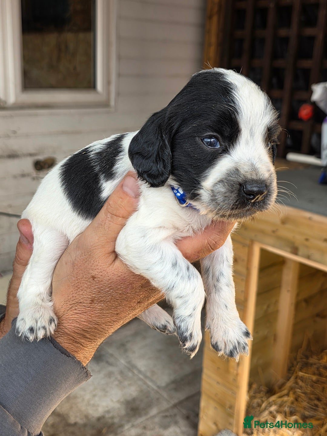 Cocker Spaniel dogs for sale: Cocker Spaniel Puppies - Image 3
