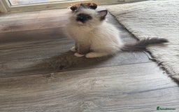 Ragdoll cats for sale: 5 gorgeous pedigree ragdolls - Image 1
