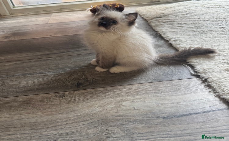 Ragdoll cats - Advert 3