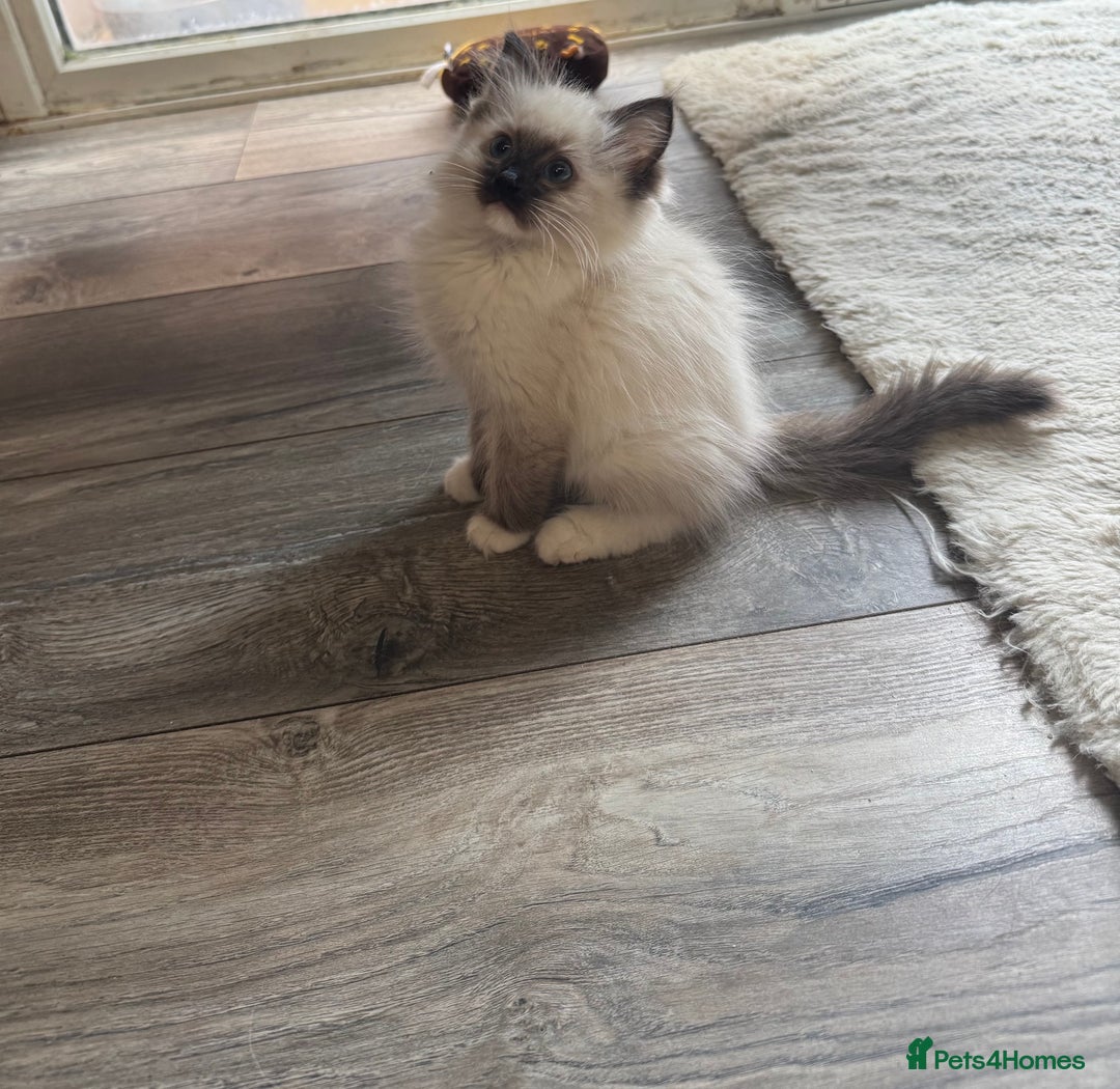 Ragdoll cats for sale: 5 gorgeous pedigree ragdolls - Image 1