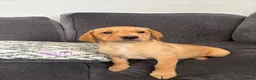 Labrador Retriever dogs for sale: Beautiful KC registered Labrador retriever puppies in Swansea - Advert 13