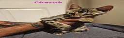 Bengal cats for sale: TICA registered bengal kittens - Advert 23