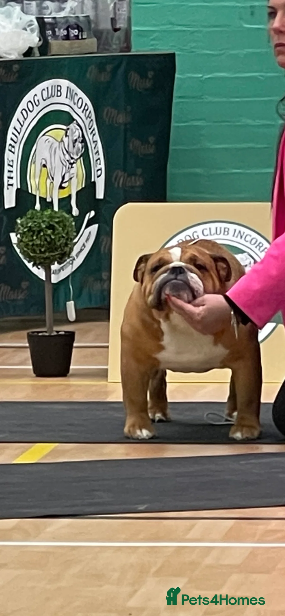 English Bulldog dogs for stud: TRUE TO TYPE - STANDARD - At Stud  in Ilkeston - Advert 12