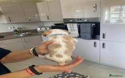 Cavachon dogs for sale: Cavalier King Charles x Cavachon - Image 22