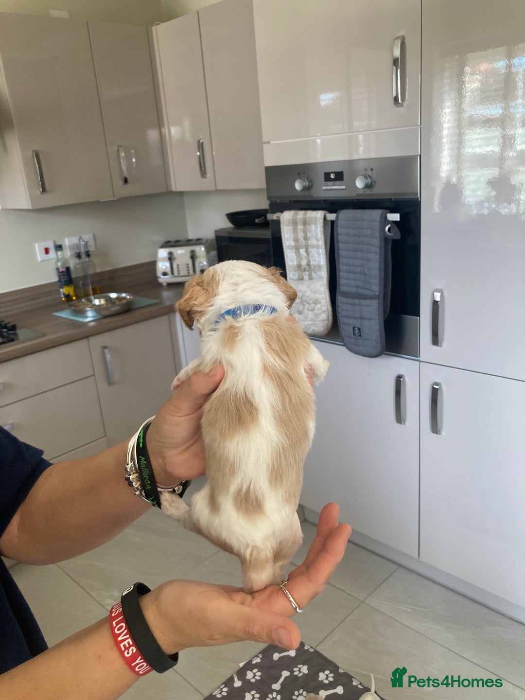 Cavachon dogs for sale: Cavalier King Charles x Cavachon - Image 22