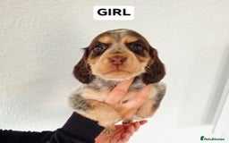 Cocker Spaniel dogs for sale: 7 cocker spaniel puppies - Advert 6