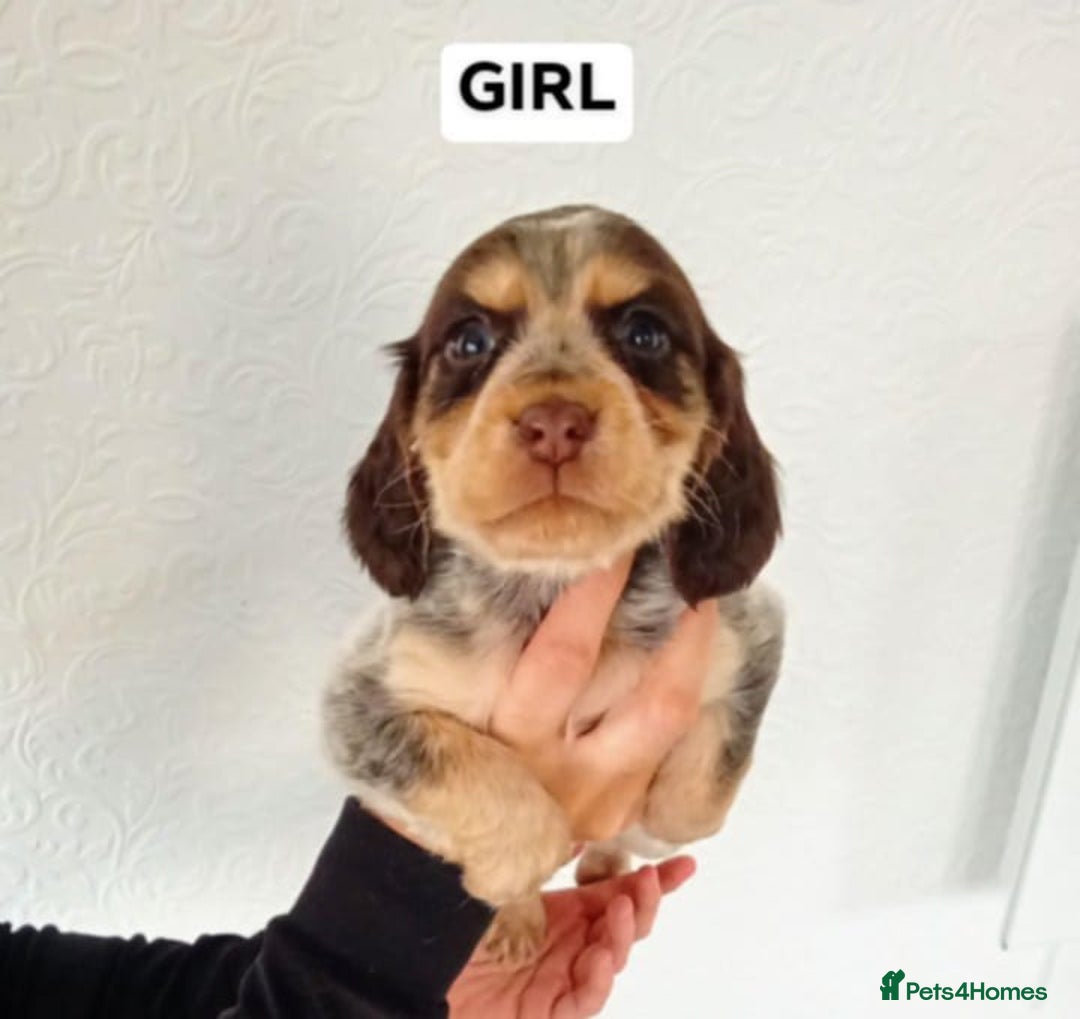 Cocker Spaniel dogs for sale: 7 cocker spaniel puppies - Advert 6