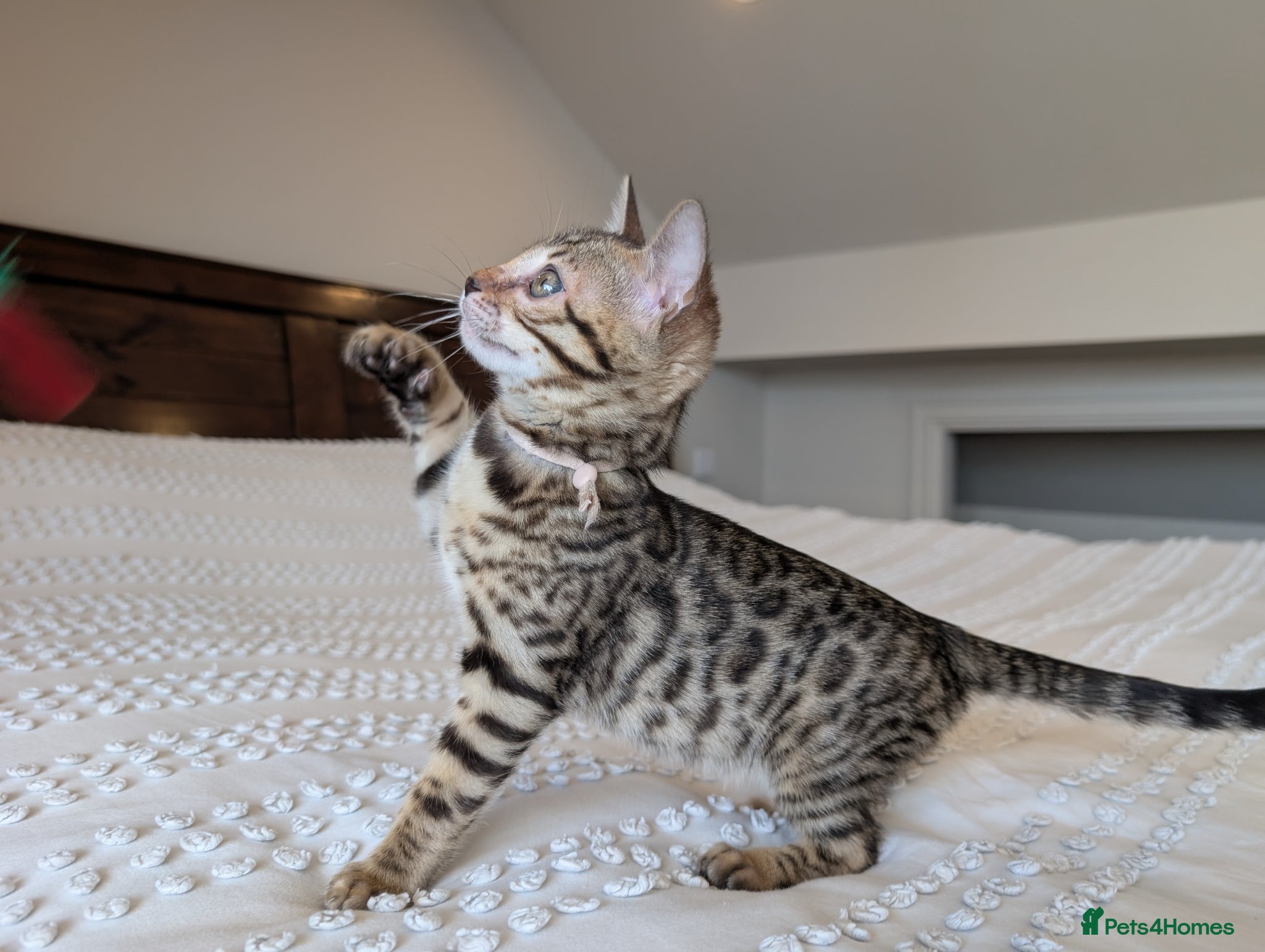Bengal cats for sale: 🖤🩶🤍 BEAUTIFUL BENGAL KITTENS 🤍🩶🖤 - Advert 2
