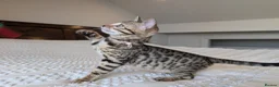 Bengal cats for sale: 🖤🩶🤍 BEAUTIFUL BENGAL KITTENS 🤍🩶🖤 - Advert 1