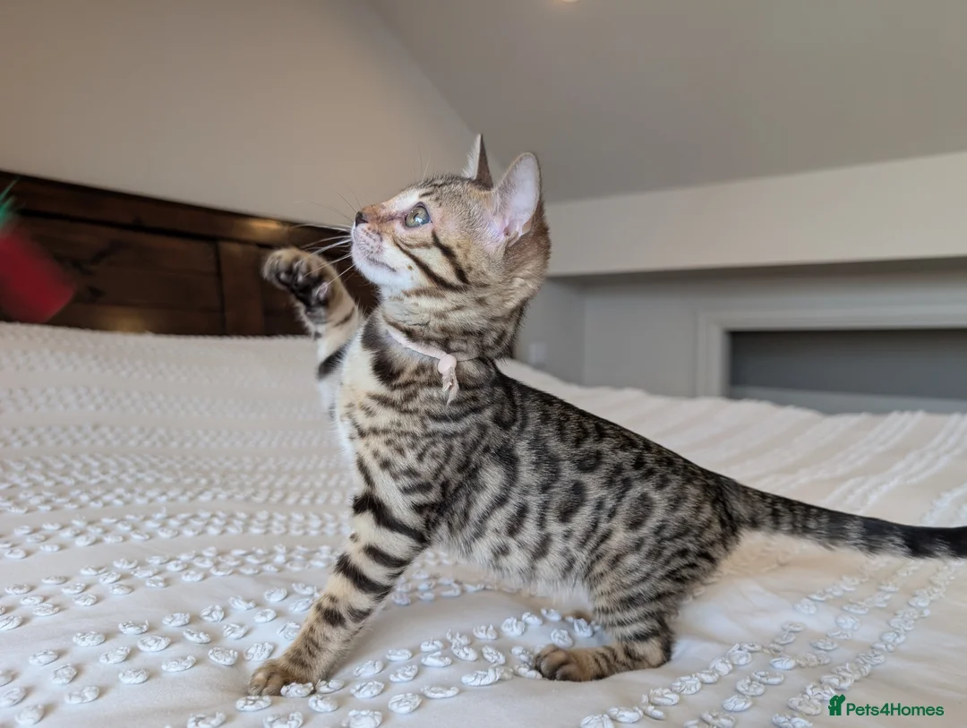 Bengal cats for sale: 🖤🩶🤍 BEAUTIFUL BENGAL KITTENS 🤍🩶🖤 - Advert 1