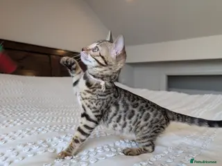 Bengal cats for sale: 🖤🩶🤍 BEAUTIFUL BENGAL KITTENS 🤍🩶🖤 - Advert 2