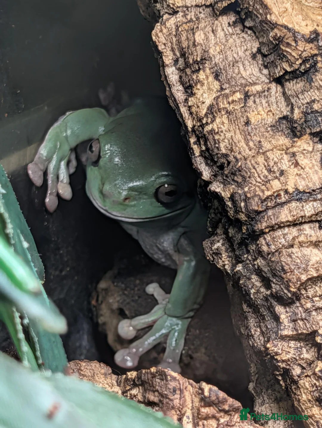 Frog reptiles for sale: White tree frogs  in Dover - Advert 1