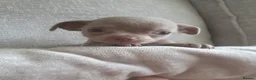 Chihuahua dogs for sale: 🐾Stunning appledome double coat lilac puppies 🐾 - Advert 15