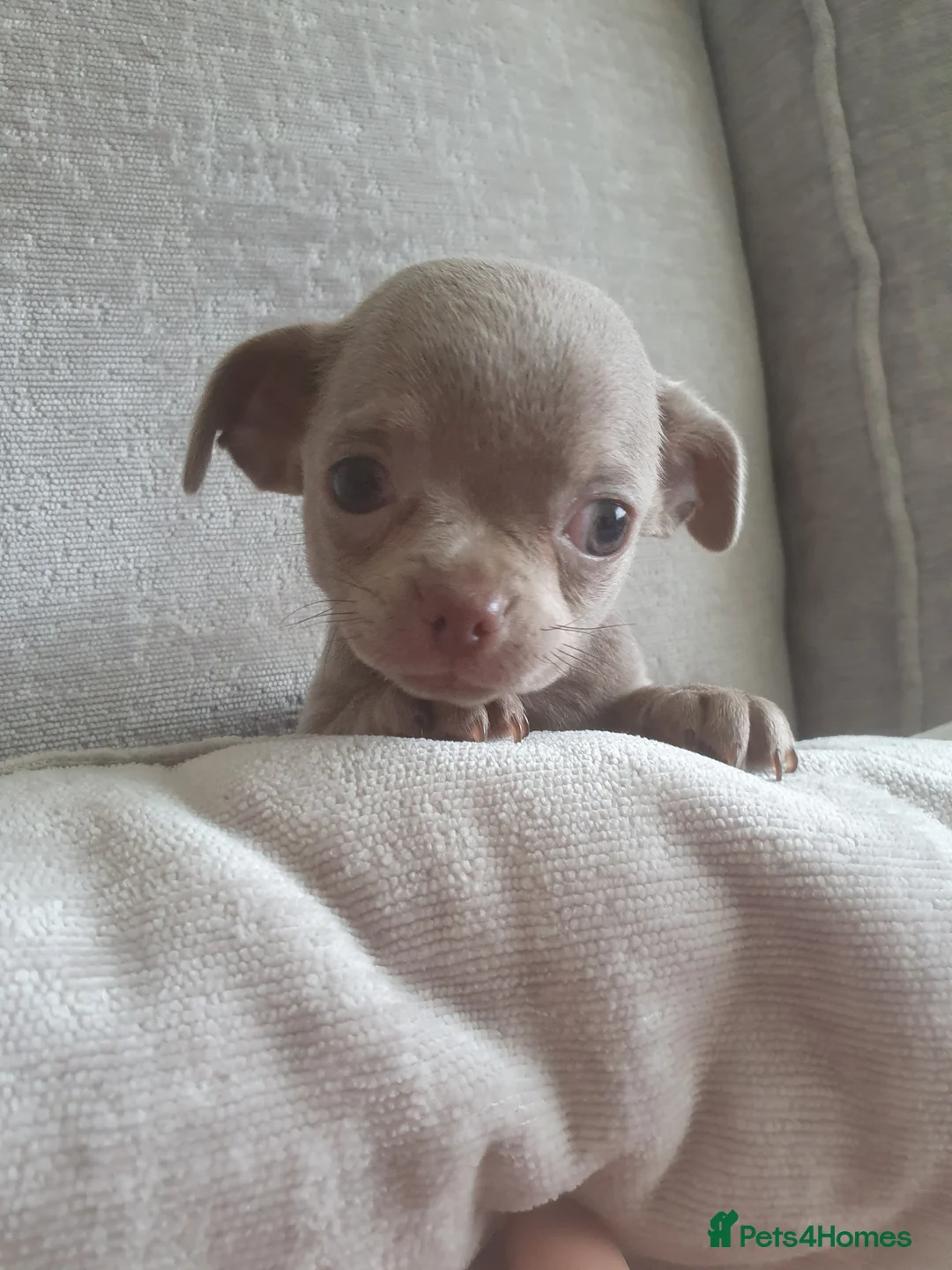 Chihuahua dogs for sale: 🐾Stunning appledome double coat lilac puppies 🐾 - Advert 15