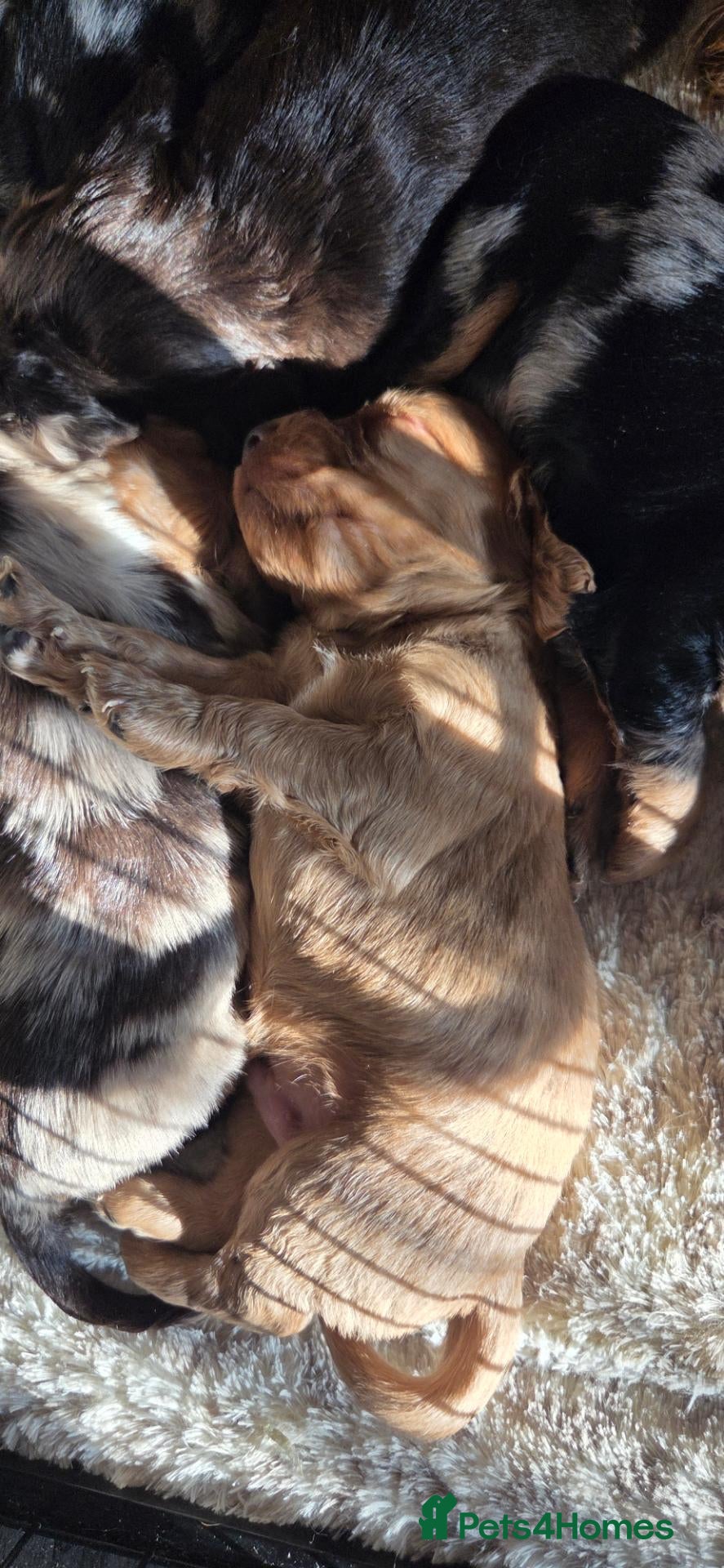 Cocker Spaniel dogs Only 1 Absolutely Stunning Cocker Spaniel left.  - Advert 2