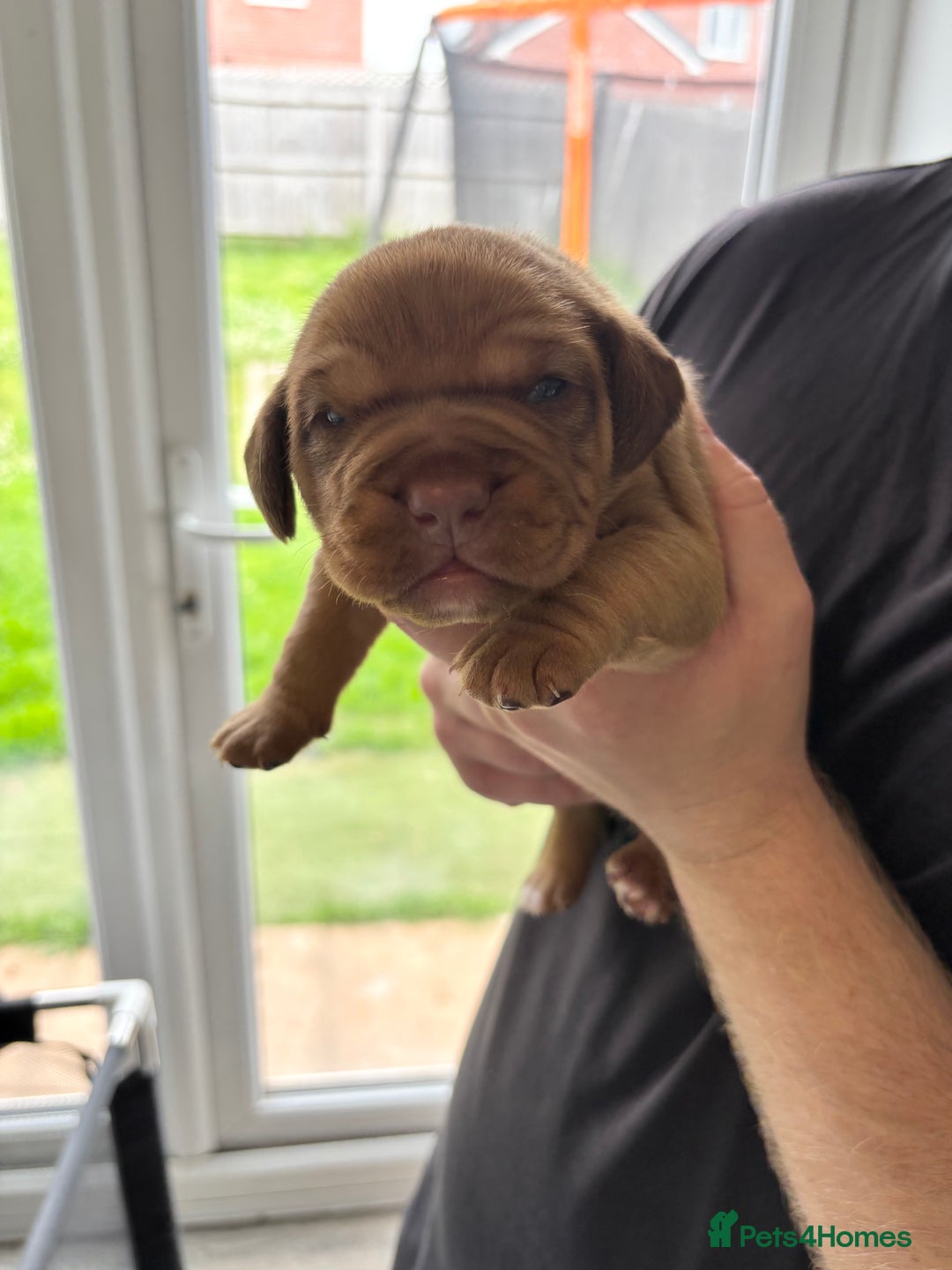 Mixed Breed dogs for sale: Cockerbull puppies for sale.  - Image 1
