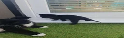 Mixed Breed cats for sale: Kiiten  - Advert 3