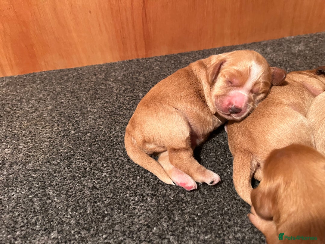 Cockapoo dogs for sale: 7 beautiful cockapoos  - Image 23
