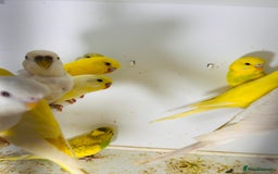Parakeets birds for sale: Various colours/age  budgies  - Image 6