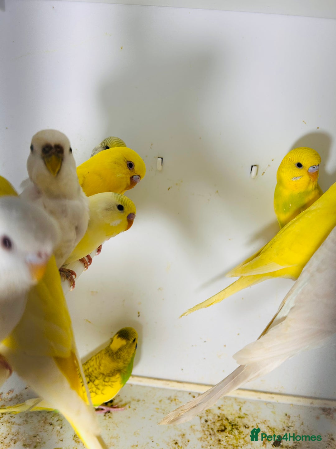 Parakeets birds for sale: Various colours/age  budgies  - Image 6