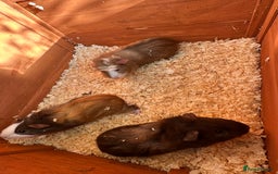 Guinea Pig rodents for sale: Trio Male Guineapigs- Brothers  - Image 3