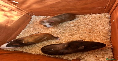 Guinea Pig rodents - Advert 4