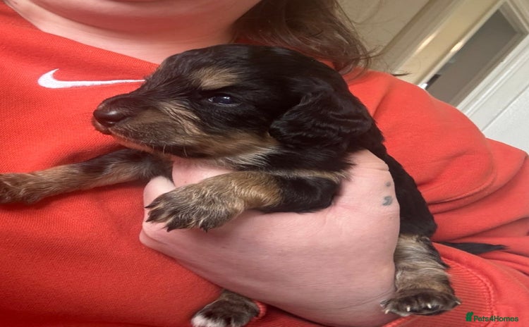 Cockapoo dogs - Advert 12