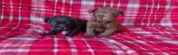 Patterdale Terrier dogs for sale: Patterdale terrier pups - Advert 4
