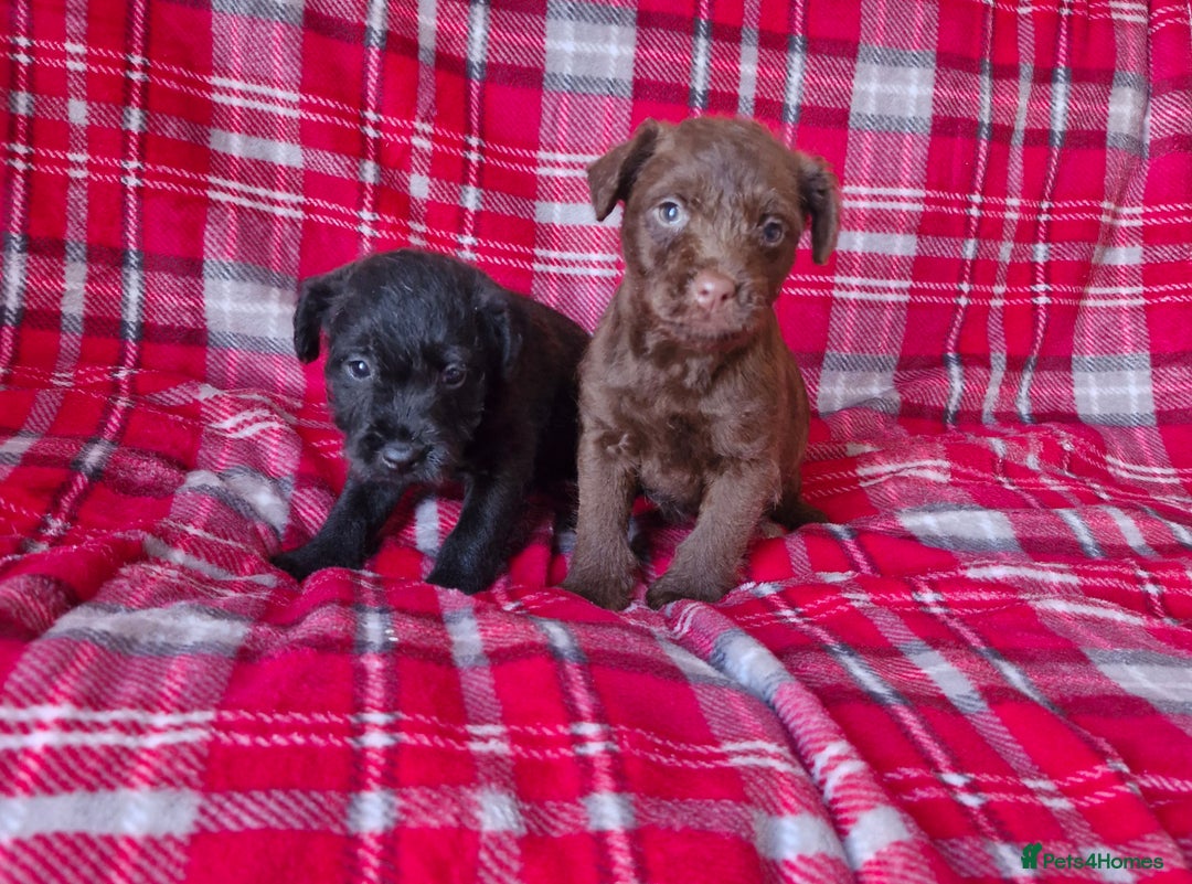 Patterdale Terrier dogs for sale: Patterdale terrier pups - Advert 4