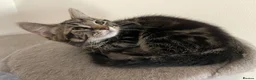 Mixed Breed cats for sale: 2 cats and their 2 kittens  - Advert 8