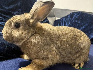 Mini Lop rabbits - Advert 29