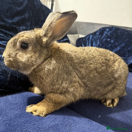 Mini Lop rabbits - Advert 15