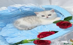 British Shorthair cats for sale: TICA REGISTERED CHAMPION LINES HUGE KITTEN 4 SALE! - Image 11