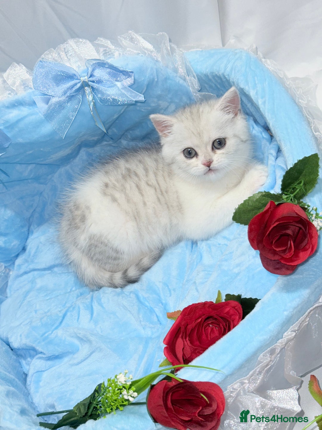 British Shorthair cats for sale: TICA REGISTERED CHAMPION LINES HUGE KITTEN 4 SALE! - Image 11