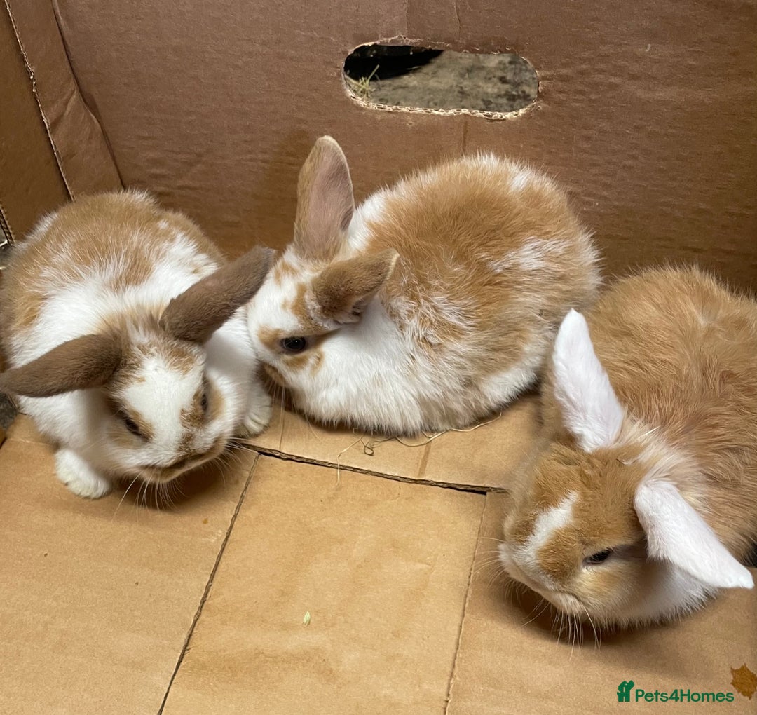 Mini Lop rabbits for sale: Extra Special Mini Lop Babies Bunnies  - Advert 14
