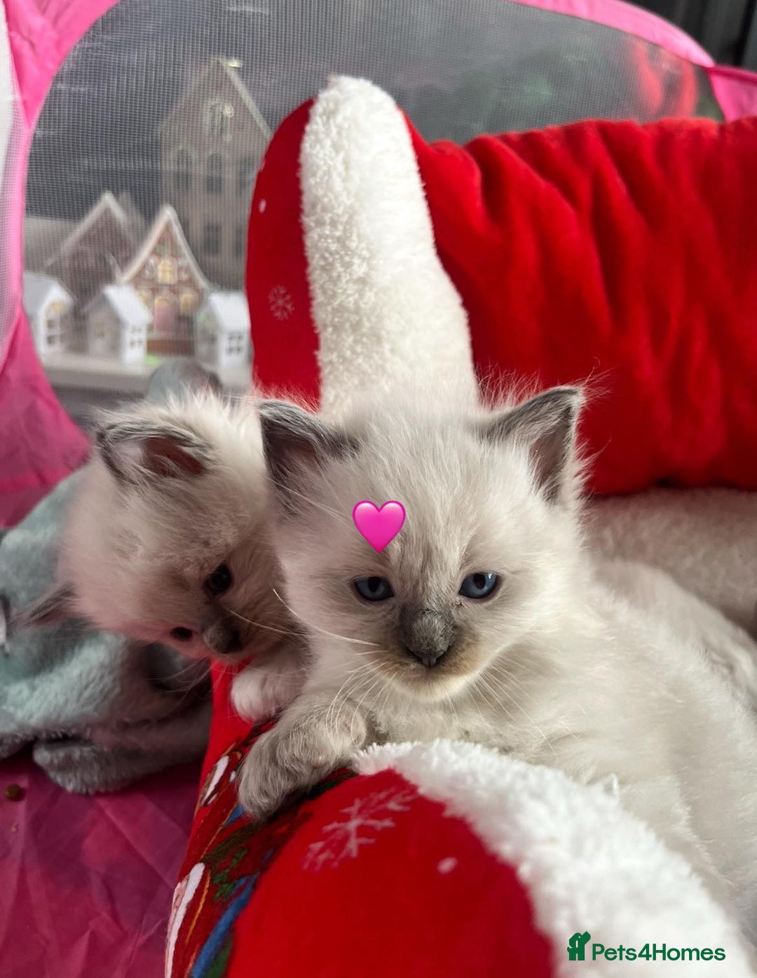 Ragdoll cats for sale: Two GCCF ragdoll boys ♂️♂️😺😺 - Advert 17