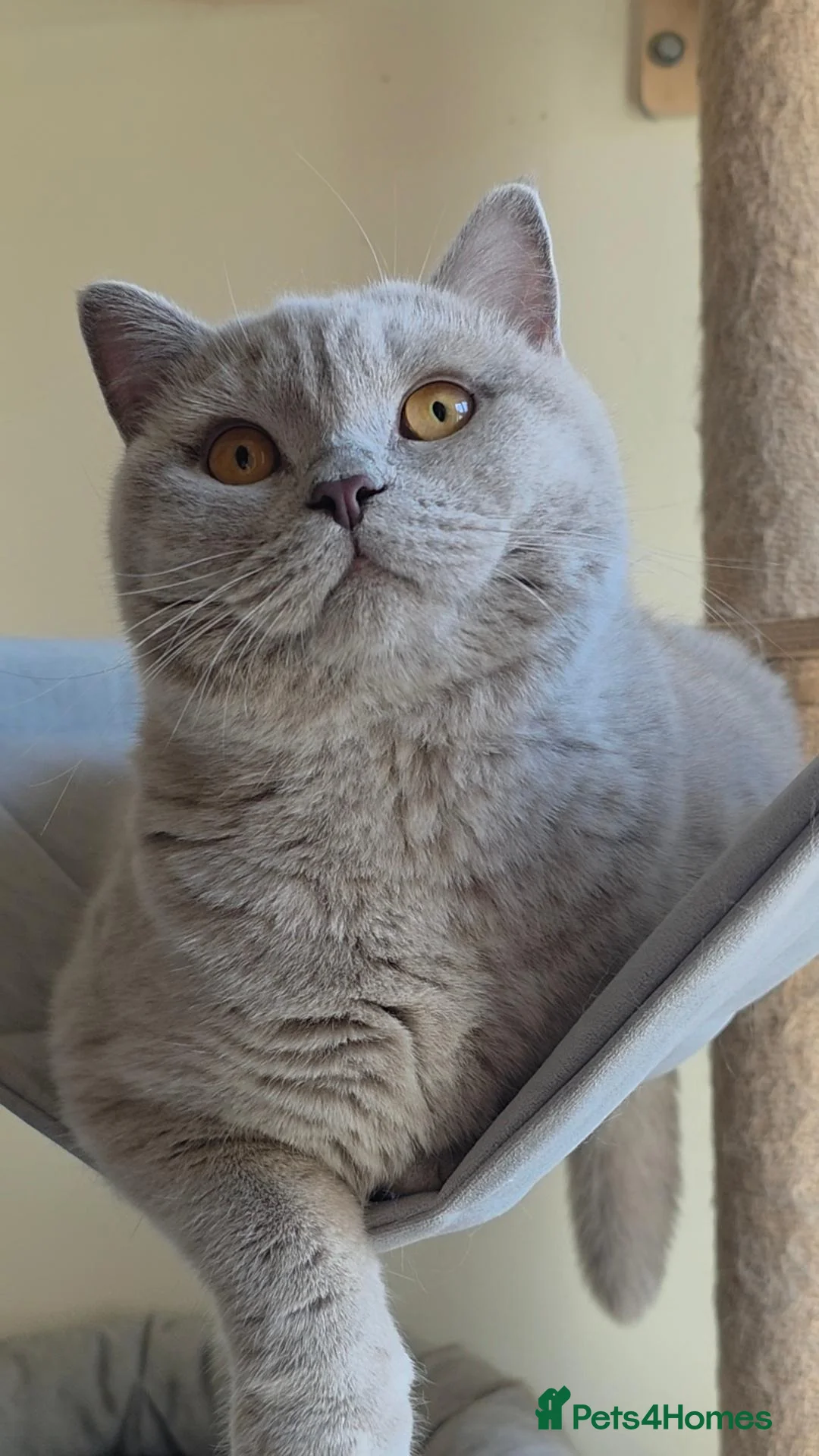 British Shorthair cats for sale: BSH cat - Advert 2
