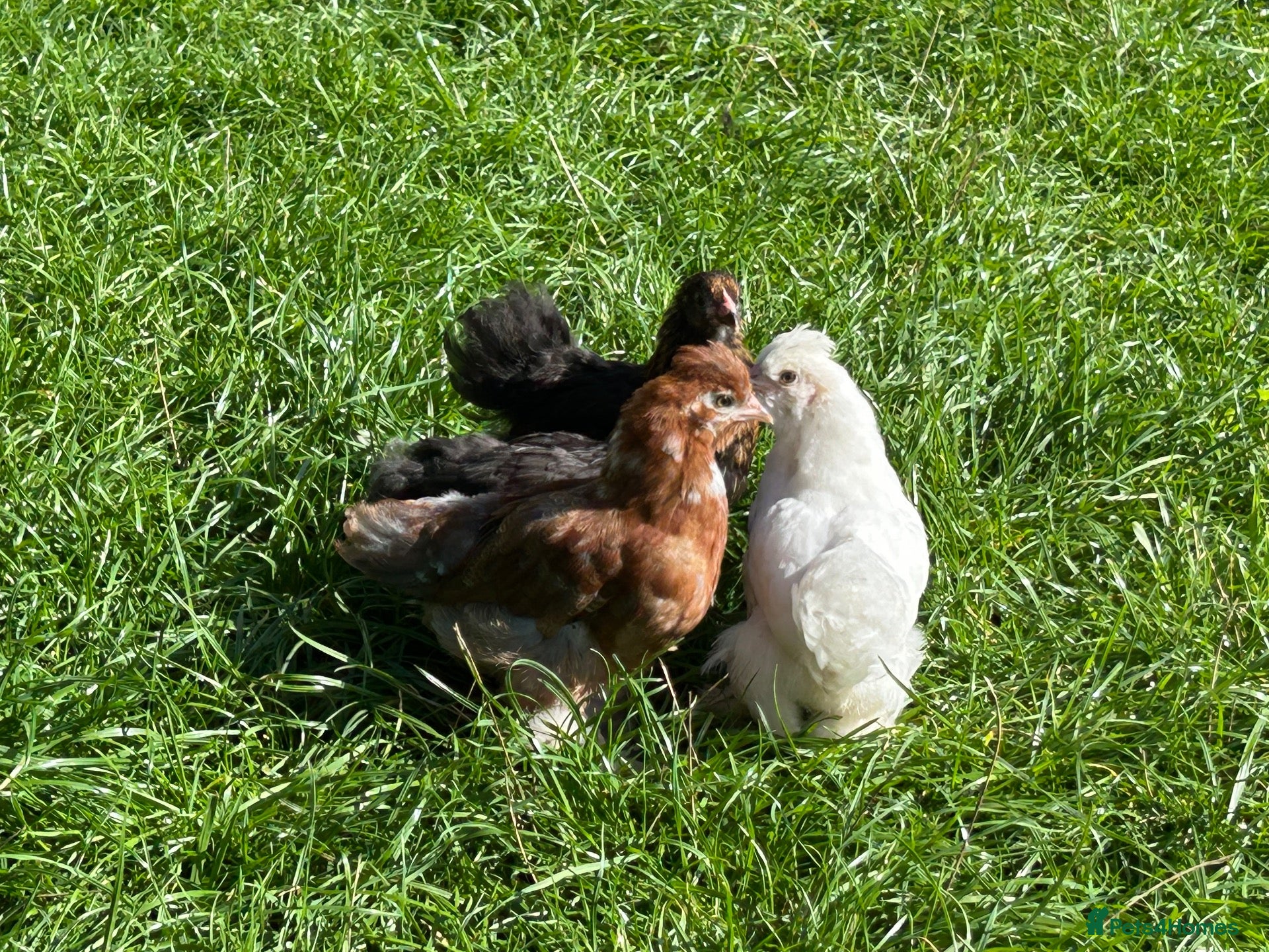 Chickens poultry Pekin hens / silky chick - Advert 3