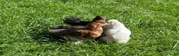 Chickens poultry for sale: Pekin hens / silky chick - Advert 7