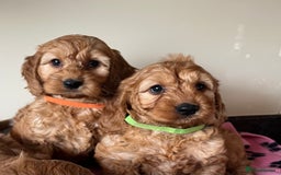 Cockapoo dogs for sale: Cockapoo puppies  - Image 15