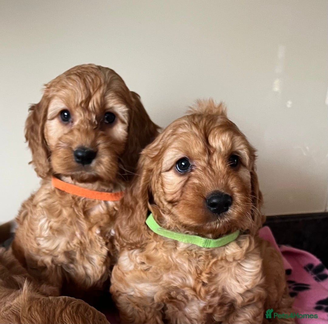 Cockapoo dogs for sale: Cockapoo puppies  - Image 15