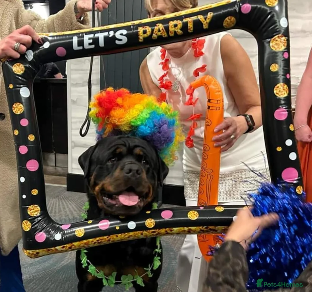 Rottweiler dogs for stud: CH Kayshillblue Zeus of Lorayla JW  in Motherwell - Advert 5